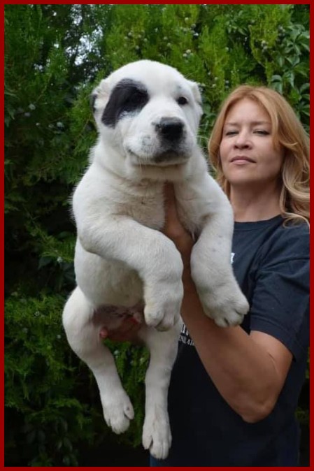 14°Esposizione canina del Sannio 2022 14°Esposizione canina del Sannio 2022