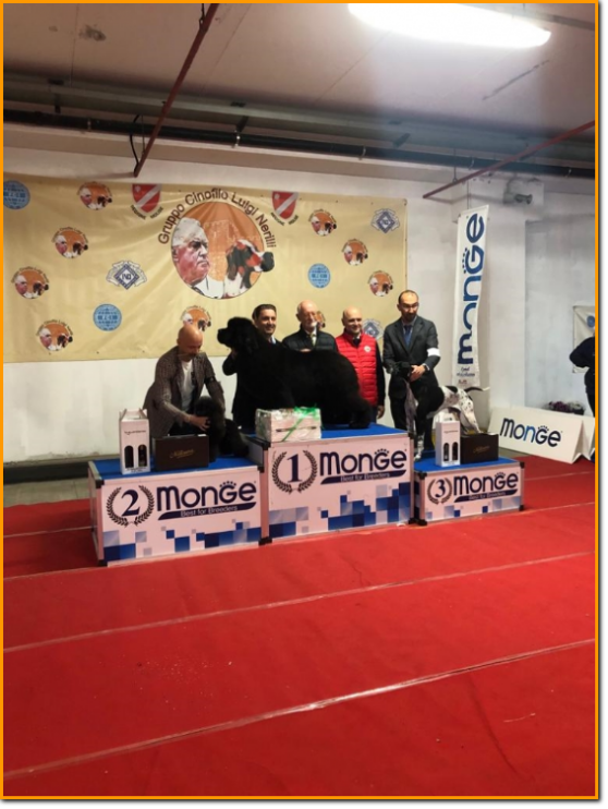 gruppo cinofilo luigi nerilli expo 2023 BIS GIOVANI BIS Giovani expo nazionale del Sannio 2023