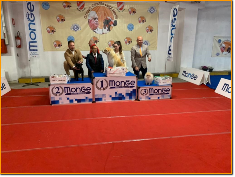 gruppo cinofilo luigi nerilli expo 2023 BIS jUNIOR BIS JUNIORES expo nazionale del Sannio 2023