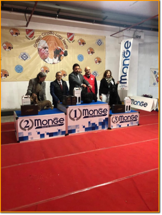 gruppo cinofilo luigi nerilli expo 2023 BIS veterani BIS VETERANI expo nazionale del Sannio 2023